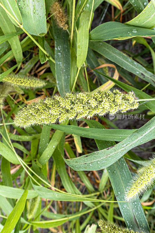 Bird food. View of foxtail millet (Scientific name as Italian millet) which is a healthy food for heart